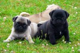 Magnifique chiot carlin male et femelle, Winnipeg