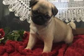 Magnifique chiot carlin male et femelle, Winnipeg