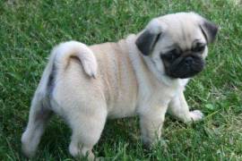 Superbe deux chiots carlin male et femelle, Winnipeg