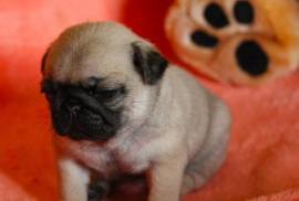 Magnifique chiot carlin male et femelle disponible, Winnipeg