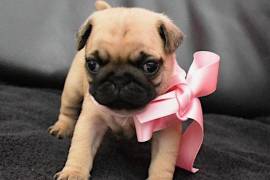 Magnifique chiot carlin male et femelle disponible, Winnipeg