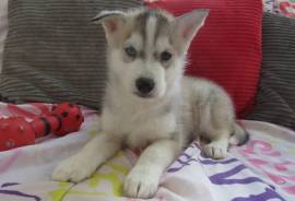 Superbes 2 chiots husky sibérien male et femelle, Calgary