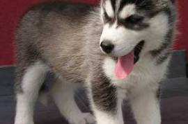 Magnifique chiot husky sibérien male et femelle, Winnipeg