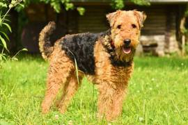 Très intélligente Chiot Airedale male et femelle, Crawley