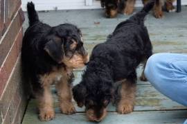 Très intélligente Chiot Airedale male et femelle, Crawley
