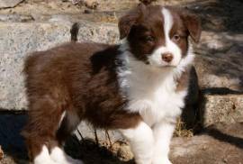 Donne deux super chiots berger australien, Winnipeg