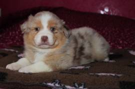 Superbe deux super chiots berger australien, Calgary