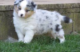 Je donne deux super chiots berger australien, Metz