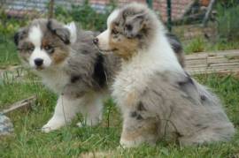 Je donne deux super chiots berger australien, Toulouse