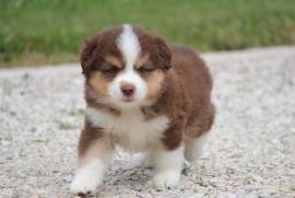 Je donne deux super chiots berger australien, Toulouse