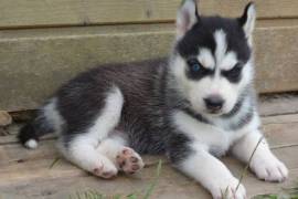 Adorables deux chiot husky sibérien male femelle, Winnipeg
