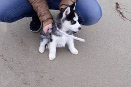 Adorables deux chiot husky sibérien male femelle, Winnipeg