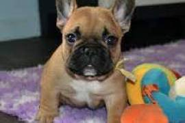 Superbe chiot bouledogue français male et femelle, Mont-Tremblant