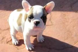 Superbe chiot bouledogue français male et femelle, Mont-Tremblant