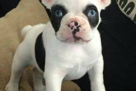 Superbe chiot bouledogue français male et femelle, Mont-Tremblant