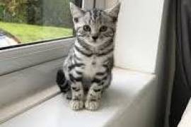 Chatons british shorthair male et femelle, Winnipeg