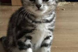 Chatons british shorthair male et femelle, Winnipeg