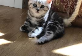 Chatons british shorthair male et femelle, Winnipeg