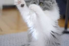 Adorable chatons british shorthair male femelle, Winnipeg