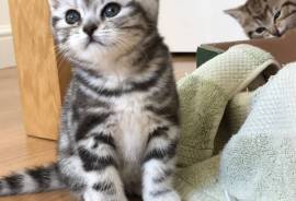 A donner chatons british shorthair male femelle, Winnipeg