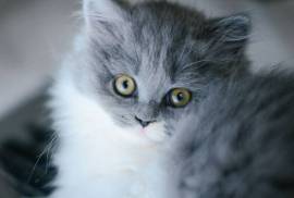 A donner chatons british shorthair male femelle, Winnipeg