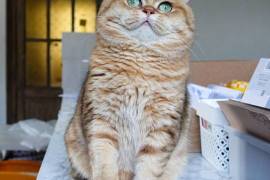 A donner chatons british shorthair male femelle, Winnipeg