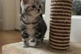 Adorables deux chatons british shorthair, Montreal