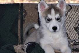 Magnifique chiot husky sibérien male et femelle, Winnipeg