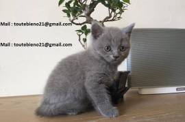 Chaton chartreux disponible, Toronto
