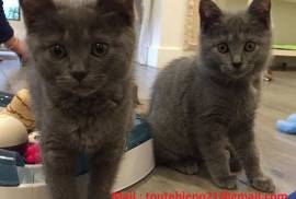 Chaton chartreux disponible, Toronto