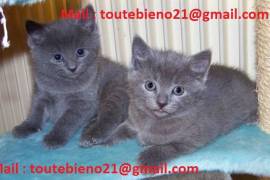 Chaton chartreux disponible, Toronto