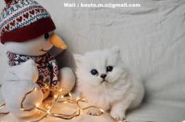 Chaton british shorthair male et femelle, Winnipeg