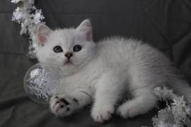 Chaton british shorthair male et femelle, Winnipeg