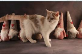 Chaton british shorthair male et femelle, Winnipeg