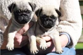 Magnifique chiot carlin male et femelle, Toronto