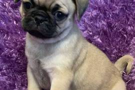 Magnifique chiot carlin male et femelle, Toronto