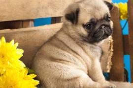 Magnifique chiot carlin male et femelle, Toronto