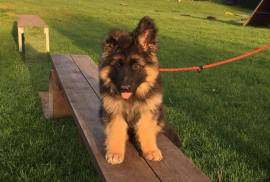 Adorables 2 chiot berger allemand male et femelle, Winnipeg