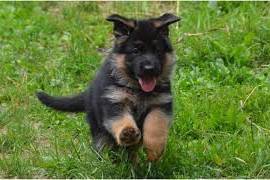 Adorables 2 chiot berger allemand male et femelle, Winnipeg