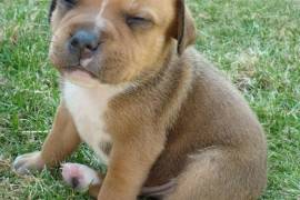 Chiot Bébé American staffordshire male et femelle, Sorel-Tracy