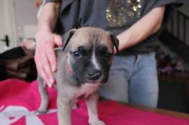 Chiot Bébé American staffordshire male et femelle, Sorel-Tracy