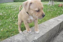 Chiot Bébé American staffordshire male et femelle, Sorel-Tracy