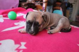Chiot American staffordshire male et femelle, La Tronche