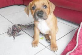 Chiot American staffordshire male et femelle, La Tronche