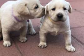 Chiots Labrador disponibles, Laval