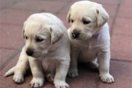 Chiots Labrador disponibles, Laval