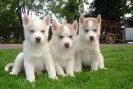 Adorables deux chiot husky sibérien male femelle
