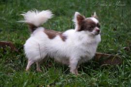 Très Jolie Chiot Carlin Femelle, Québec