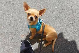   bébé chihuahua sur Hangouts : paulettedubien05@g, Edmonton
