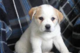 chiot de type AKBASH FEMELLE, Quebec City